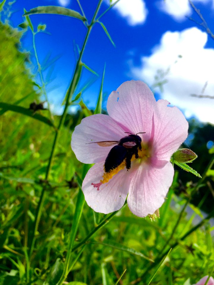 Carpenter Bee on Salt Marsh Mallow Flower
