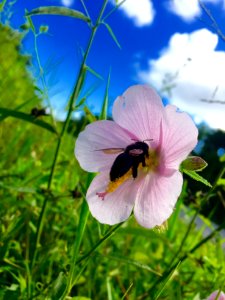 Carpenter Bee on Salt Marsh Mallow Flower
