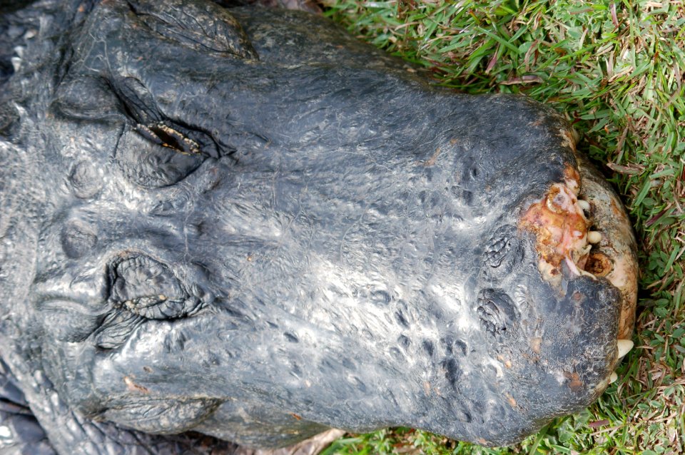 Alligator- one fight too many, NPSphotos.jpg