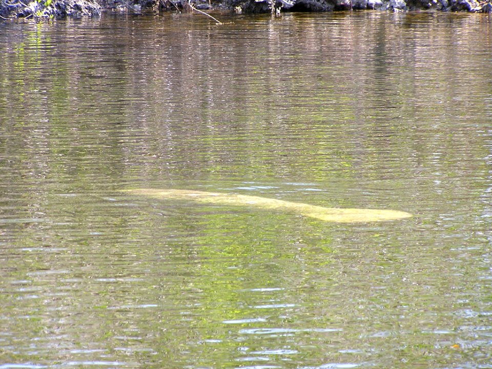 Manatee (1), NPSPhoto