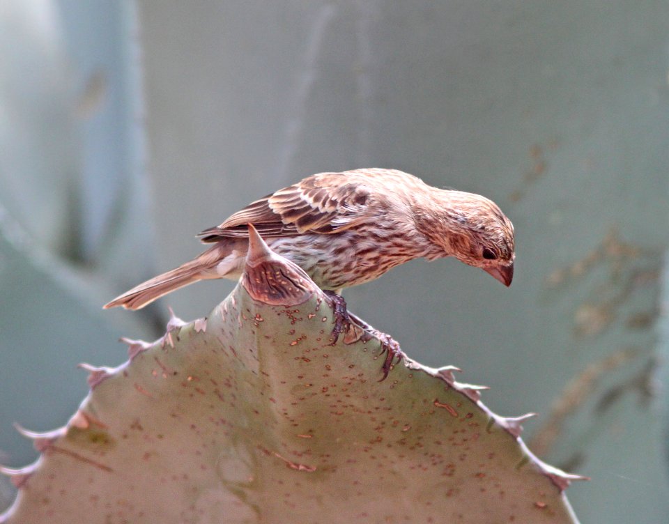 COWBIRD, BROWN-HEADED (8-1-10) imm, yard, west of patagonia, scc, az -03