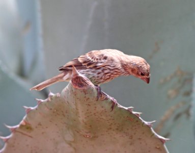 COWBIRD, BROWN-HEADED (8-1-10) imm, yard, west of patagonia, scc, az -03