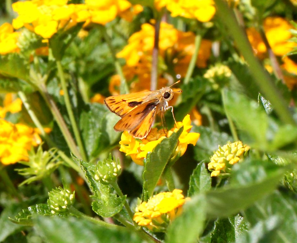 SKIPPER, FIERY (Hylephila phyleus) (8-27-10) patagonia, scc, az -01