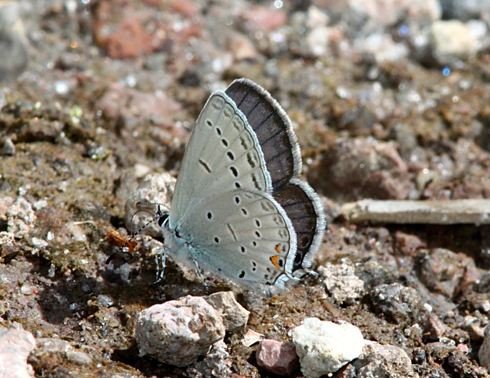 TAILED-BLUE, WESTERN (Cupido amyntula) (8-15-10) los alamos, nm -02