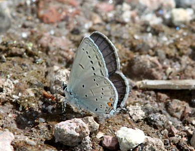 TAILED-BLUE, WESTERN (Cupido amyntula) (8-15-10) los alamos, nm -02