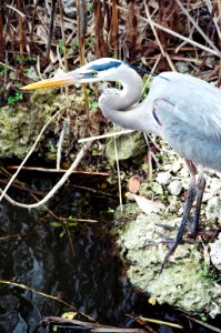 Great Blue Heron, NPSphoto