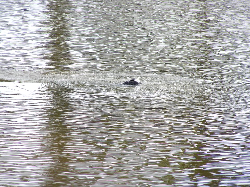 Manatee nose, NPSPhoto