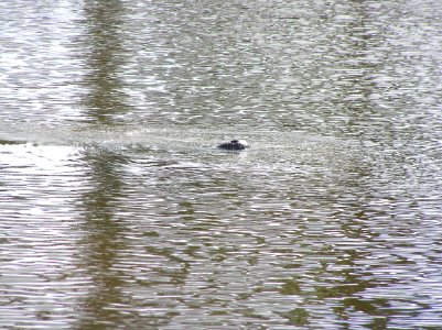 Manatee nose, NPSPhoto