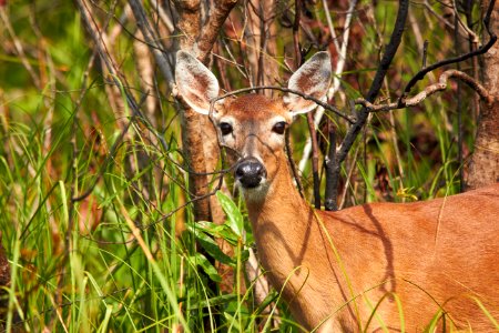Deer in recently burned prairie