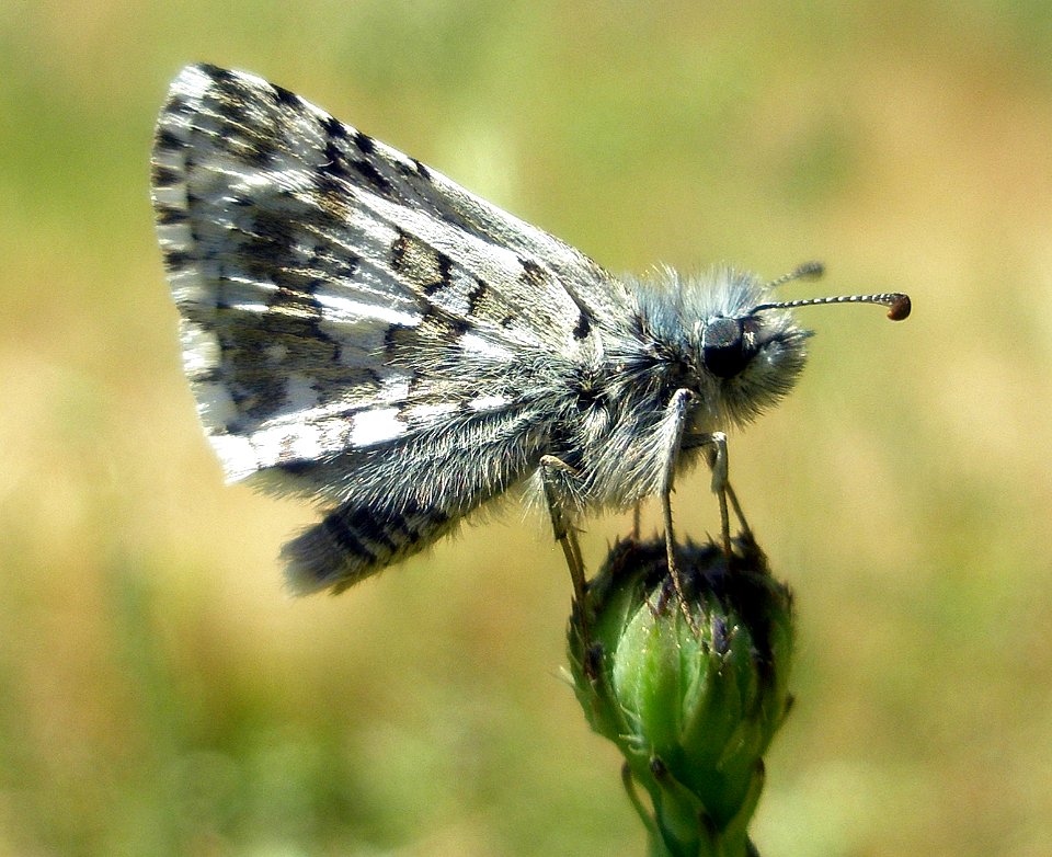Common Checkered Skipper, Pyrgus communis