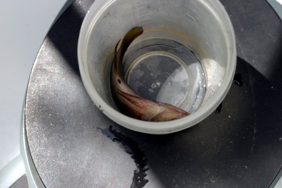 Fish Biologists 04 - weighing fish, NPSPhoto, R. Cammauf.jpg photo