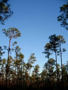 Long Pine Key Nature Trail (13), NPSPhoto