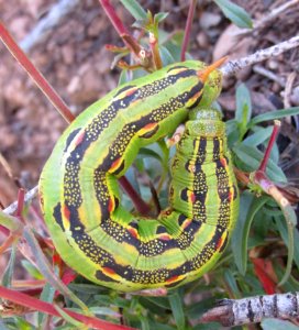 White lined Sphinx Moth Larvae