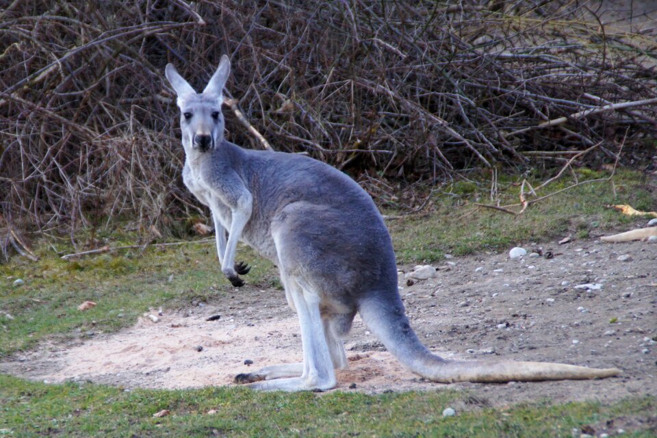 Marsupial animal australia