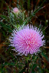 Purple Thistle, NPSphoto, G.Gardner.jpg