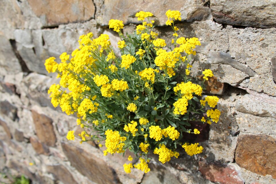 Wall plant blossom bloom