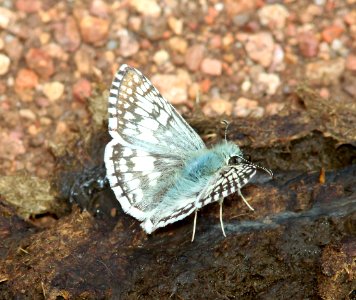 CHECKERED-SKIPPER, COMMON (Pyrgus  communis) (9-12-10) san rafael valley, scc, az -01