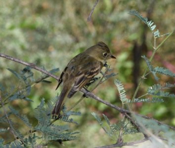 FLYCATCHER, second PACIFIC-SLOPE or CORDILLERAN (9-10-10) blue haven rd, patagonia, scc, az -01