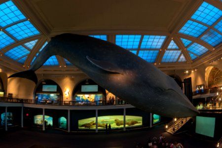 Blue Whale