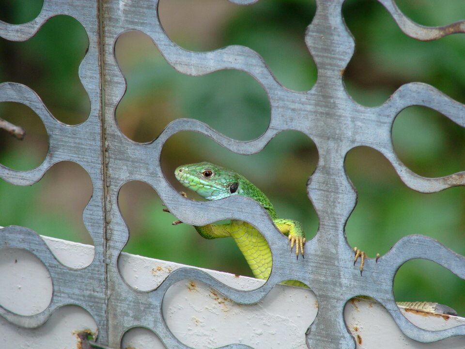 Lizard minidrakon curious lizard