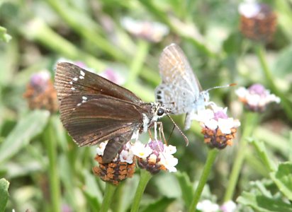 SOOTYWING, COMMON (Pholisora catullus) (9-9-10) whitewater draw widlife area, az -03