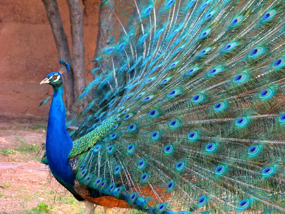 Blue green nature