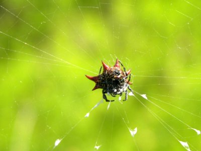 Crab Spider (1), NPSPhoto, Sarah Zenner