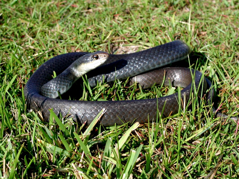 Black racer, NPSPhoto