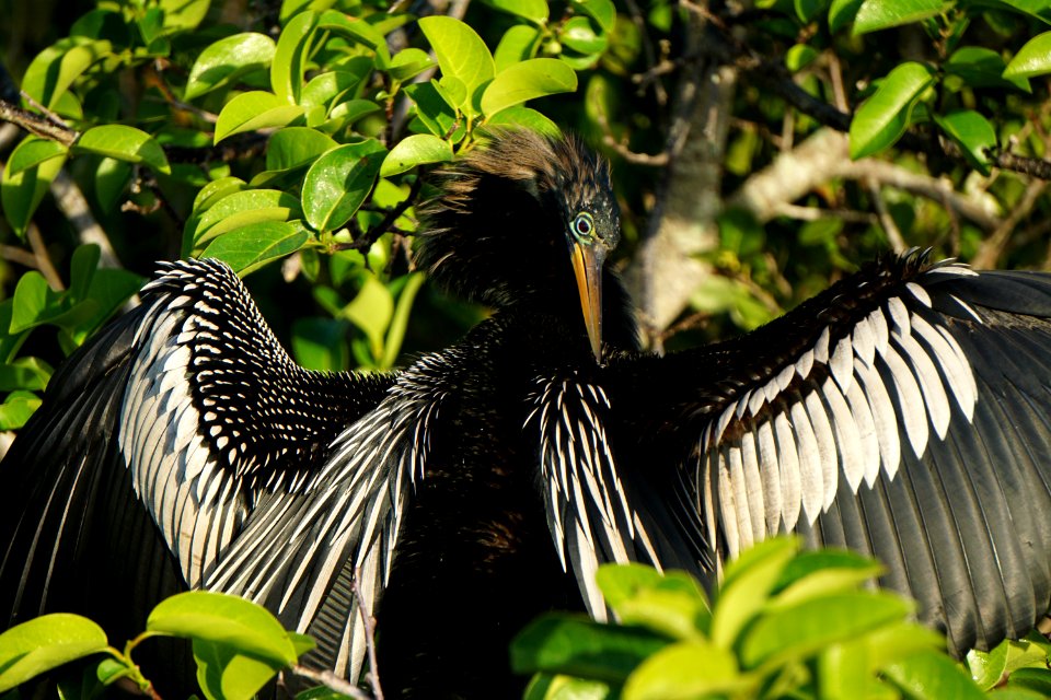 Male Anhinga at Shark Valley