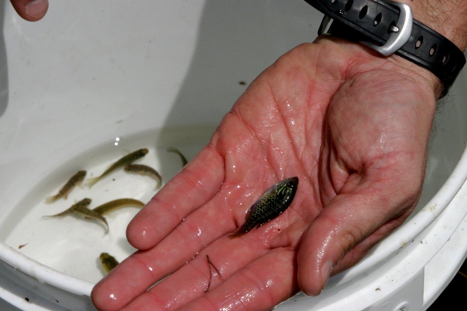 Fish Biologists - native fish, 5, NPSPhoto, R. Cammauf.jpg photo