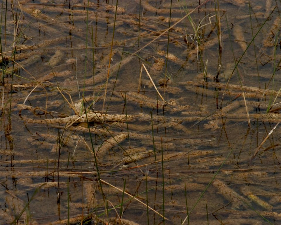 Periphyton, NPSPhoto, R. Cammauf