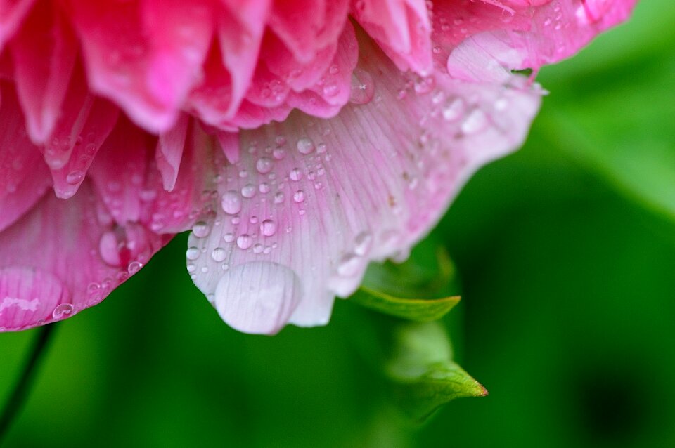 Raindrop nature macro