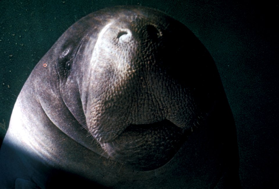 Manatee (4), NPSPhoto