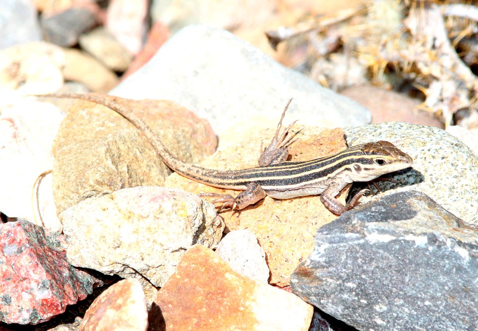 WHIPTAIL, DESERT GRASSLAND (Aspidoscelis uniparens) (8-3-10) yard, west of patagonia, scc, az -02