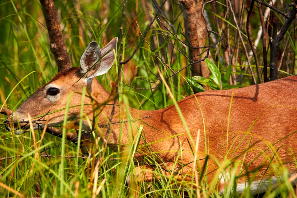Deer in recently burned prairie