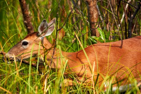 Deer in recently burned prairie
