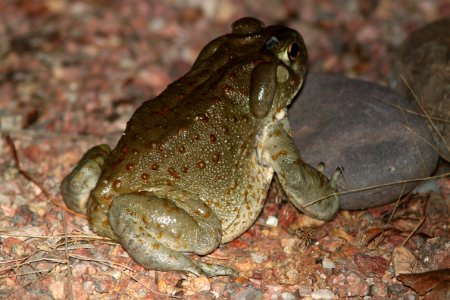 TOAD, GIANT SONORAN (Bufo alvarius) (8-2-10) YARD, WEST OF PATAGONIA, SCC, AZ -02