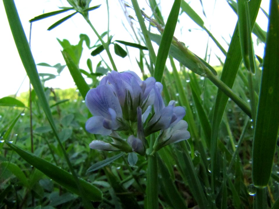 Flower 013