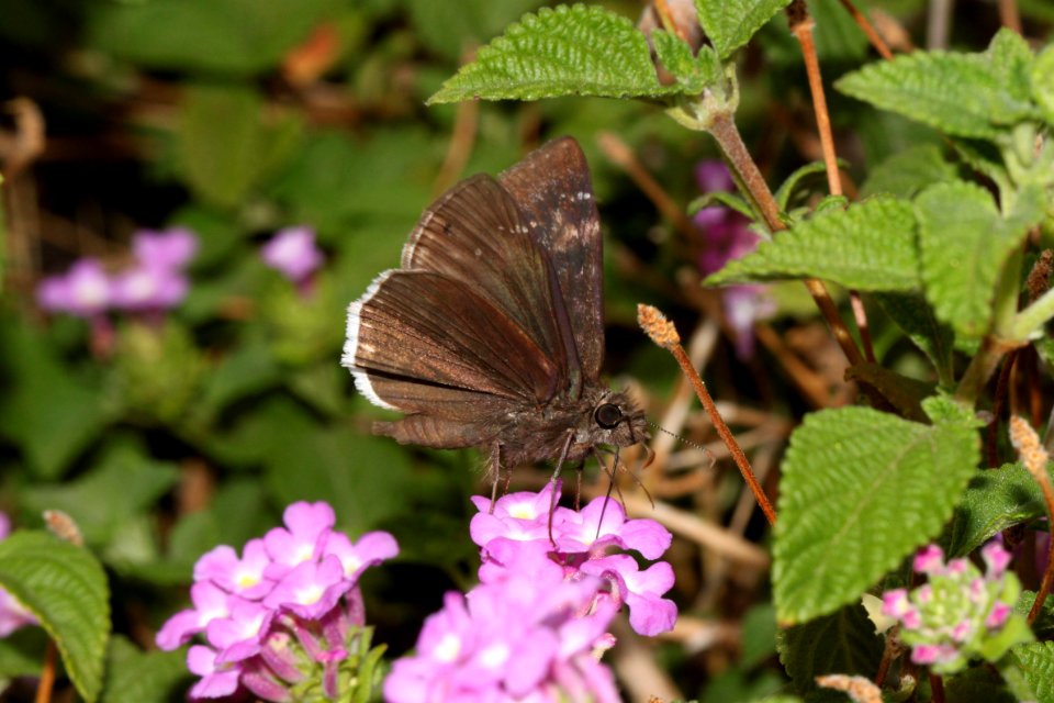 DUSKYWING, FUNEREAL (Erynnis funeralis) (7-21-10) yard, west of patagonia, scco, az -(2)