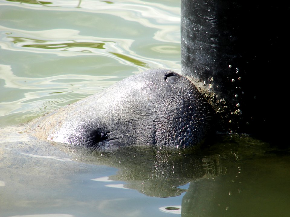 Manatee Flamingo Marina (5), NPSPhoto, A.Danneker 2009