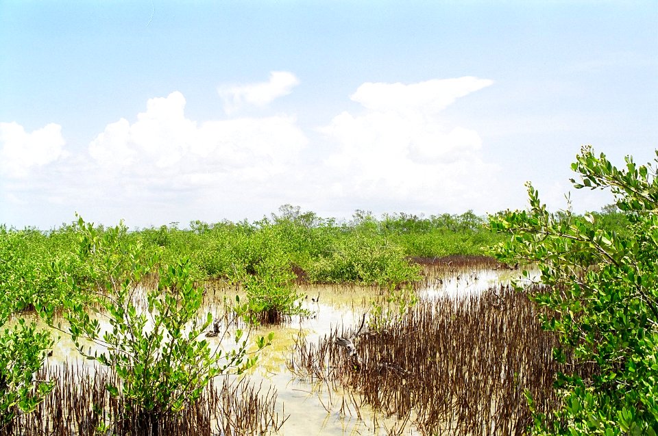 Black Mangroves, NPSPhoto