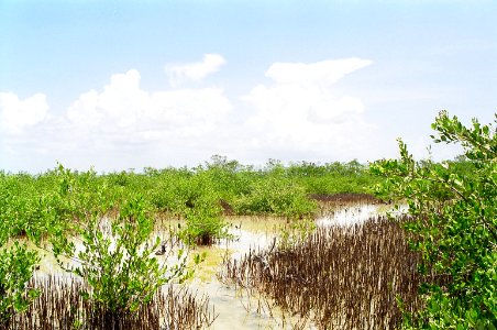 Black Mangroves, NPSPhoto