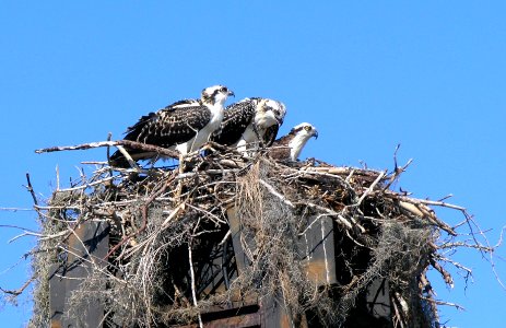 Osprey, NPSphoto, S. Zenner