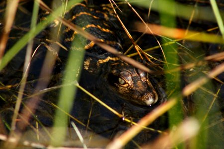 Juvenile American Alligator Hiding in Grass