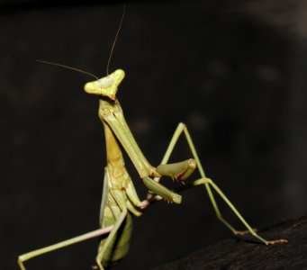 MANTID, sp (8-5-10) yard, west of patagonia, scc, az -2