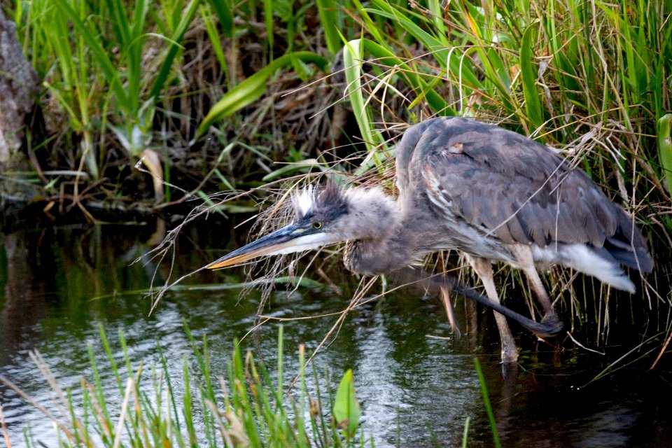 Great Blue Heron juvenile, NPSPhoto, R. Cammauf