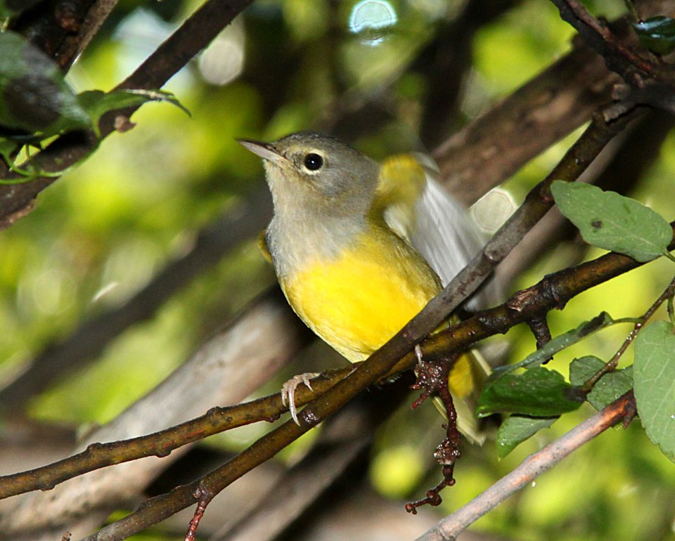 WARBLER, MACGILLIVRAY'S (8-28-10) blue haven rd, patagonia, scc, az -01