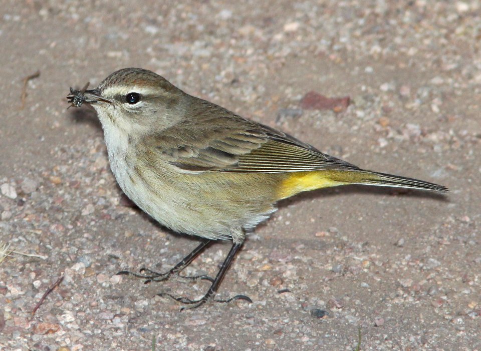 WARBLER, PALM (12-15-10) kino springs, scc, az -04b