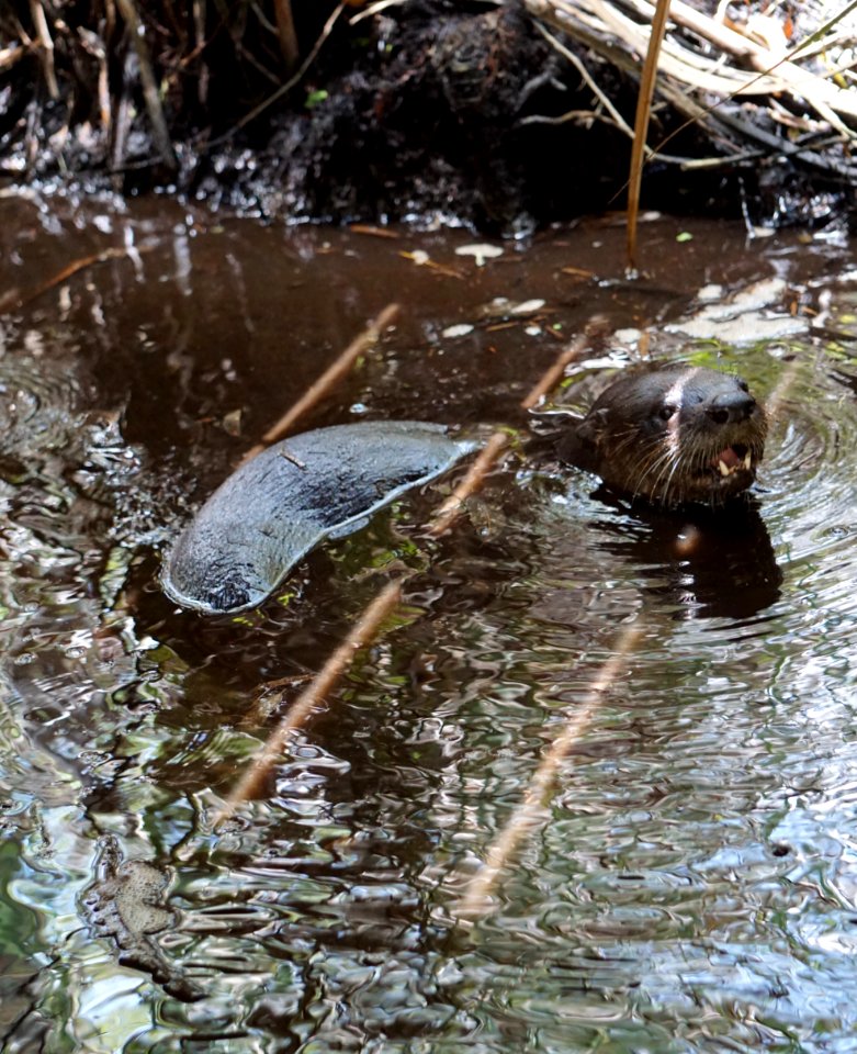 Otter Under Bobcat Boardwalk