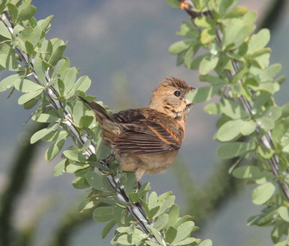 GROSBEAK, BLUE (8-10-10) yard, west of patagonia, scc, az -01